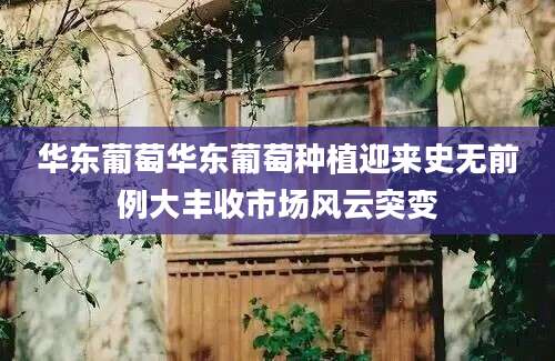 华东葡萄华东葡萄种植迎来史无前例大丰收市场风云突变